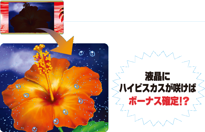 �t���Ƀn�C�r�X�J�X���炯�΃{�[�i�X�m��I�I